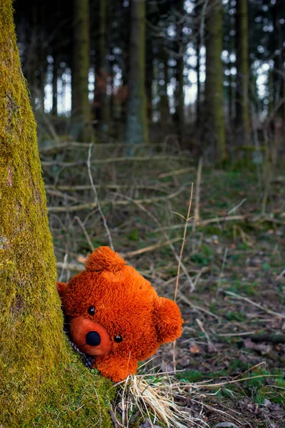 big brown teddy bear lurking behind tree in a forest
