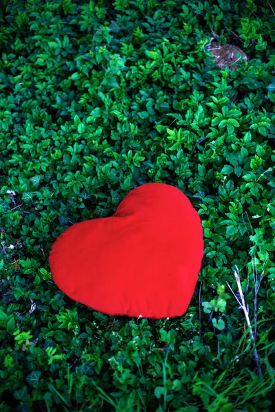 Grand Coeur Rouge Couché Extérieur Sur Des Plantes Vertes — Photo