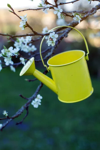 Pequena Rega Amarela Pode Pendurar Ramo Flores Cerejeira — Fotografia de Stock