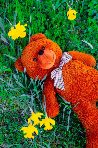 big brown teddy bear lying in the green grass