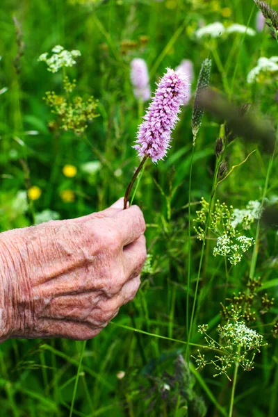 Nahaufnahme Einer Alten Frauenhand Die Eine Wildblume Hält — Stockfoto