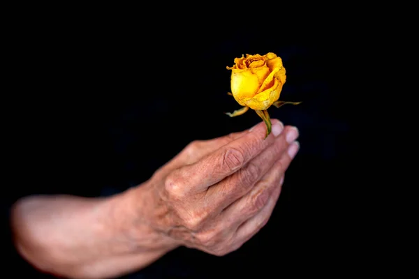 Крупним Планом Стара Жіноча Рука Тримає Висушену Жовту Троянду — стокове фото
