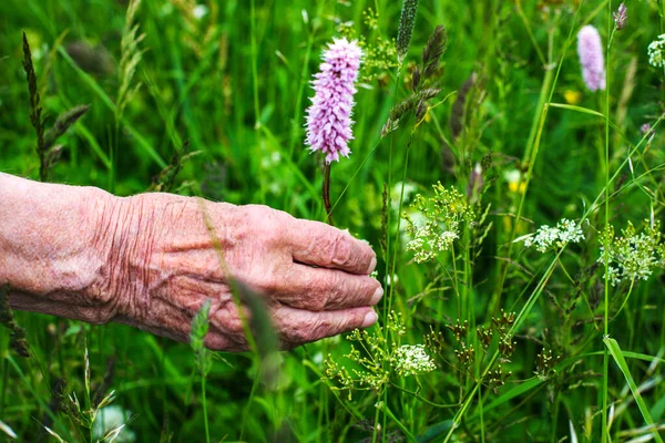 Крупным Планом Пожилых Женщин Держащих Руках Полевой Цветок — стоковое фото