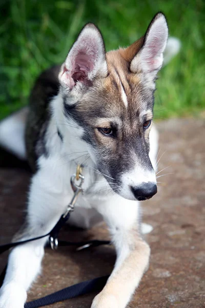 Retrato Cachorro Pequeno Cão Husky Livre — Fotografia de Stock