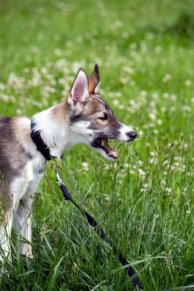 Retrato Cachorro Pequeno Cão Husky Livre — Fotografia de Stock