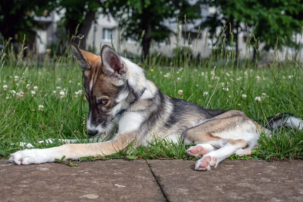 Retrato Cachorro Pequeno Cão Husky — Fotografia de Stock