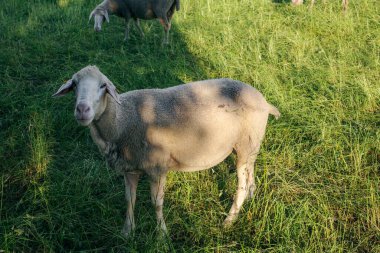Güneşli bir günde yeşil bir tarlada otlayan koyunlar.