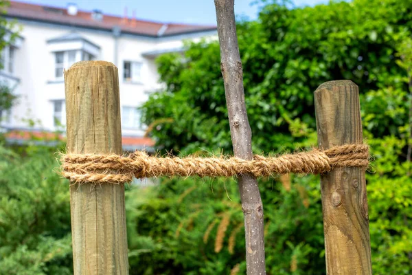 Nahaufnahme Eines Jungen Baumes Der Mit Einem Seil Fixiert Ist — Stockfoto