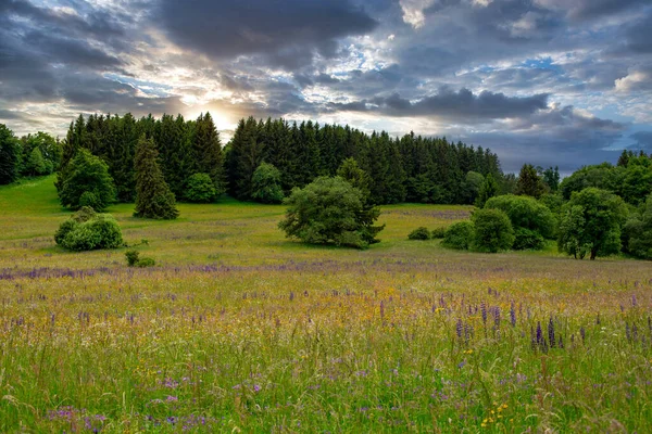 青い空と雲のあるモミの木や野の花の景色 — ストック写真