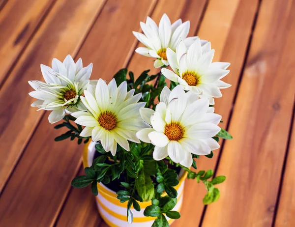 Bloempot Met Madeliefjes Houten Tafel — Stockfoto