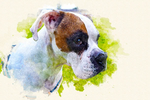 Portrait Boxer Dog Watercolor Style — Foto Stock