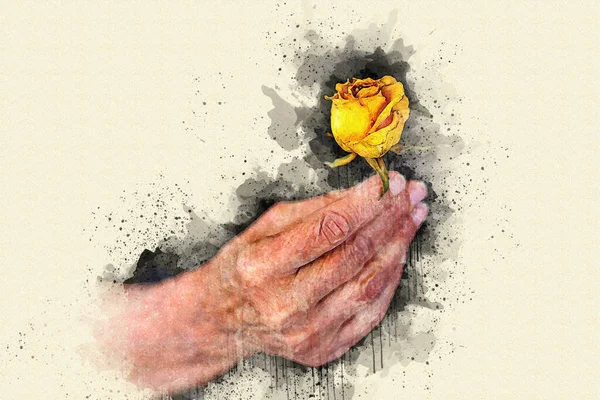 Крупним Планом Стара Жіноча Рука Тримає Висушену Жовту Троянду Акварельному — стокове фото