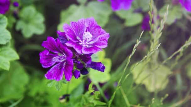 Cinemagraph Beautiful Wild Purple Mallow Flower — Vídeo de stock