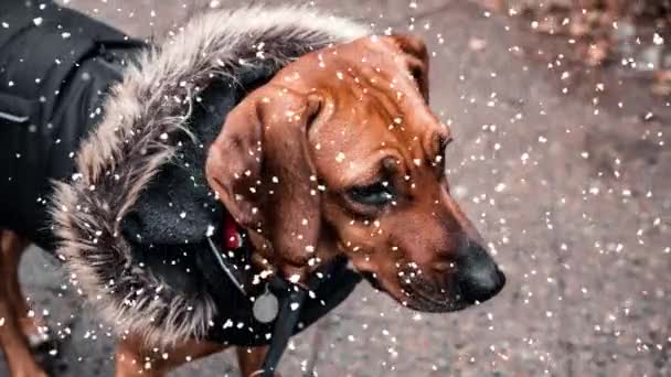 Cinemagraph Dog Outdoors Street Snow — ストック動画