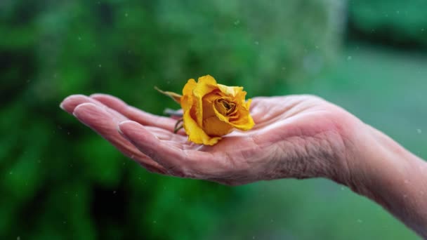 Cnemagraph Old Woman Hand Holding Yellow Rose — Stock Video