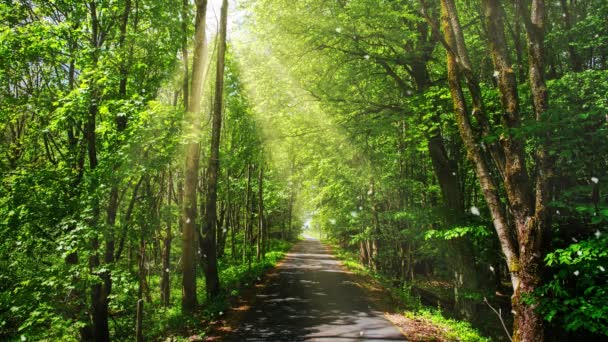 Cinemagraph Small Road Middle Green Vibrant Forest Sunrays — Stock video