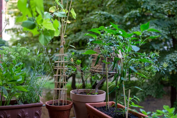 Gros Plan Des Pots Fleurs Sur Balcon Vert — Photo