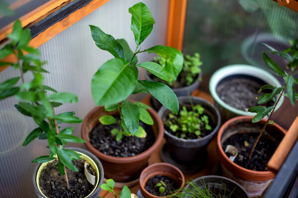 крупным планом растений в небольшой теплице на балконе