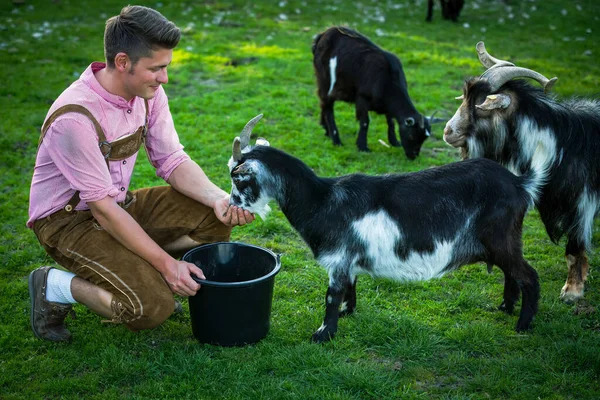 Young Bavarian Man Feeding His Goats Outdoors — Stock Photo, Image