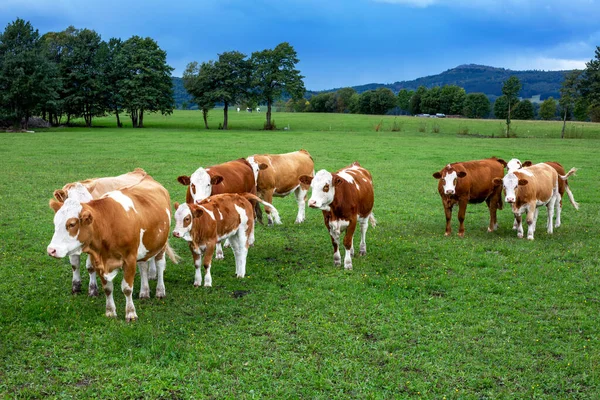 Grupo Vacas Campo Verde Árvores — Fotografia de Stock