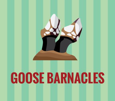 Goose-barnacles - drawing on green background. clipart