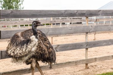 Yazın Emu devekuşu çiftliğinde. Büyük sevimli bir kuş..