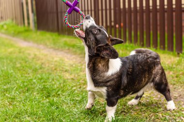Komik Corgi köpeği oyuncakla oynuyor..