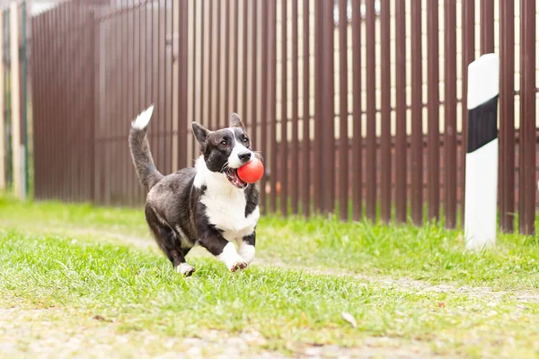 Ein Kleiner Corgi Hund Läuft Mit Einem Spielzeug — Stockfoto