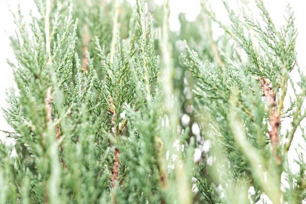 Juniper Roślina Dla Ogrodu Zbliżenie — Zdjęcie stockowe