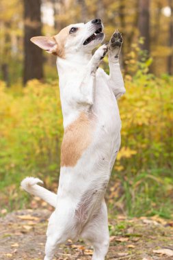 Jack Russell, sonbaharda doğada oynayan küçük bir köpek..