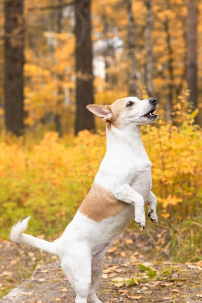 Jack Russell Pequeno Cão Brincalhão Natureza Outono — Fotografia de Stock