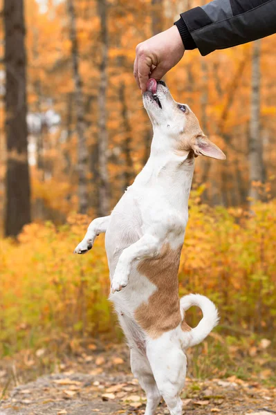 Jack Russell Ein Kleiner Verspielter Hund Der Natur Herbst — Stockfoto