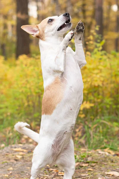 Jack Russell Piccolo Cane Giocherellone Natura Autunno — Foto Stock