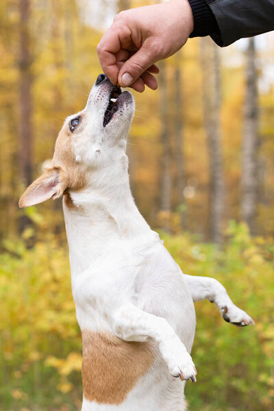 Jack Russell, a little playful dog in nature in autumn. Close-up.