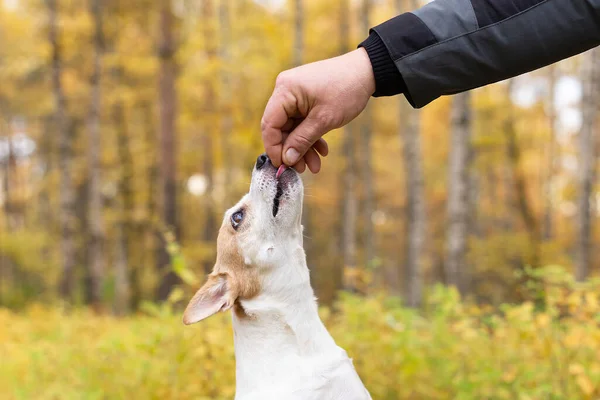 Jack Russell Liten Lekfull Hund Naturen Hösten Närbild Royaltyfria Stockfoton