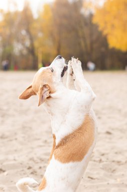 Jack Russell Terrier, kumsalda oynayan küçük bir köpek..