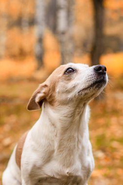 Jack Russell bir teriyer, açık havada küçük bir köpek. Yakın plan..