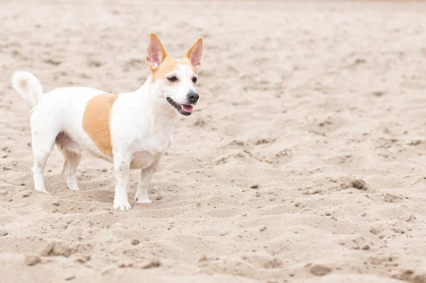 Jack Russell Terrier Mały Zabawny Pies Piasku — Zdjęcie stockowe