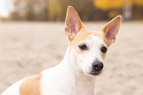 Jack Russell Terrier Small Playful Dog Sand — Stock Photo, Image