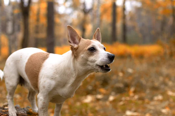 Jack Russell Terier Mały Pies Świeżym Powietrzu Zbliżenie — Zdjęcie stockowe