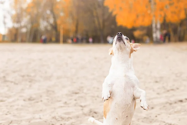 Jack Russell Terrier Piccolo Cane Giocherellone Sulla Sabbia — Foto Stock