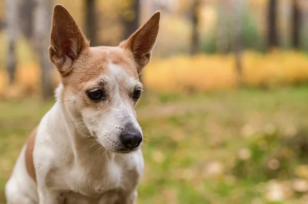 Jack Russell Terrier Small Dog Open Air Close — Stock Photo, Image