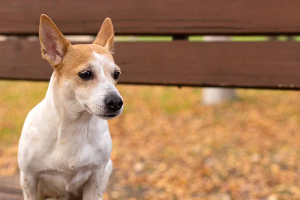Jack Russell Terrier Ein Kleiner Hund Park Der Natur Haustiere — Stockfoto