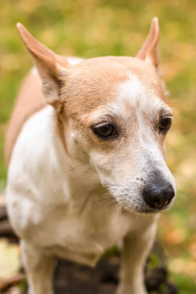 Jack Russell Terrier Small Dog Park Nature Pets Close — Stock Photo, Image