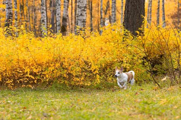 Jack Russell Terrier Small Dog Park Nature Pets — Stock Photo, Image