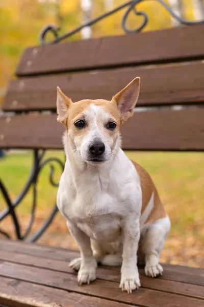 Jack Russell Terrier Cão Pequeno Parque Natureza Animais Estimação — Fotografia de Stock