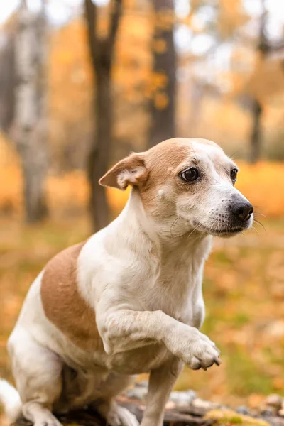Jack Russell Terrier Simpatico Cagnolino Nel Parco Nella Natura Animali — Foto Stock