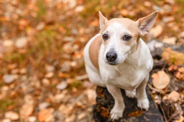 Jack Russell Terrier Legrační Malý Pes Parku Přírodě Domácí Mazlíčci — Stock fotografie
