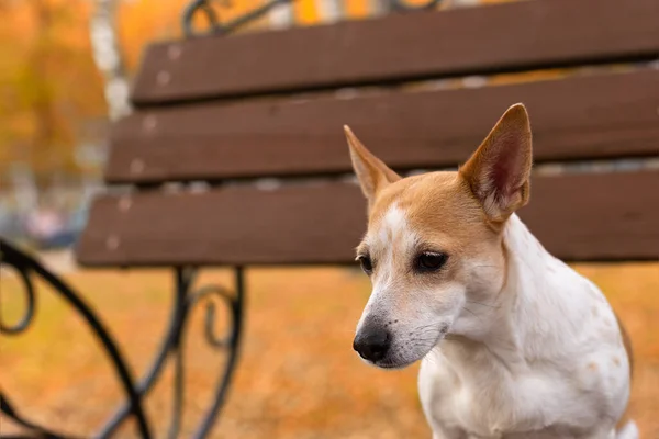 Jack Russell Terrier Funny Little Dog Park Nature Pets — Stock Photo, Image