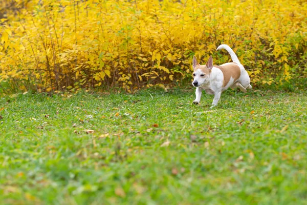 Jack Russell Terrier Legrační Malý Pes Parku Přírodě Domácí Mazlíčci — Stock fotografie